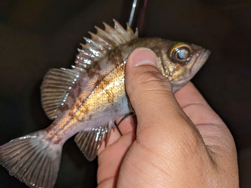 メバルの釣果