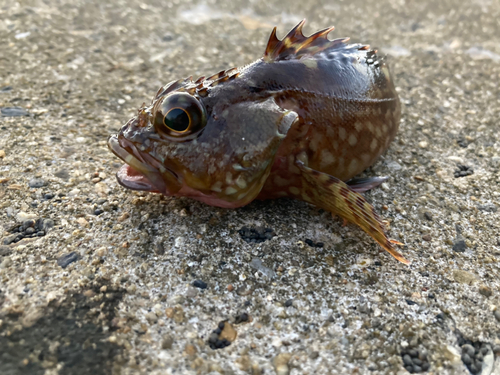 カワハギの釣果