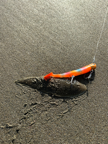 シタビラメの釣果