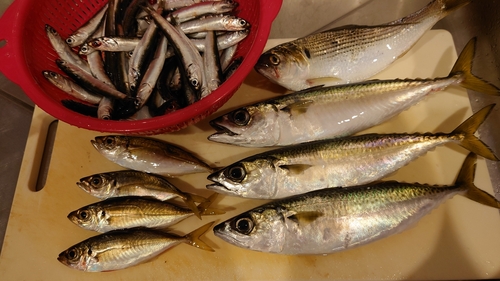 サバの釣果