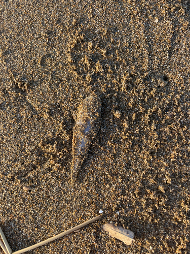 カレイの釣果