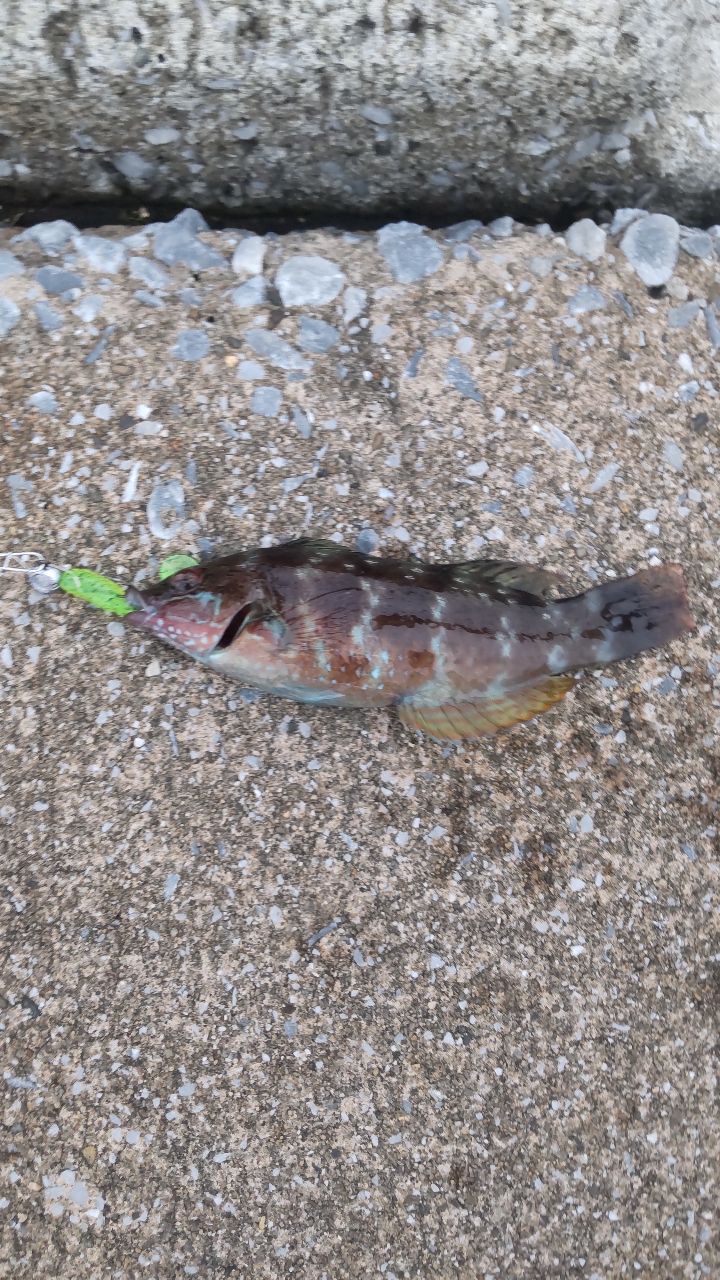 ホシササノハベラ