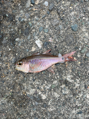 クロホシイシモチの釣果