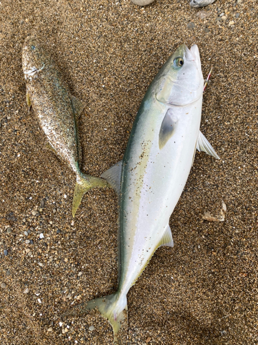 ワラサの釣果