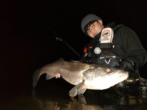 スズキの釣果