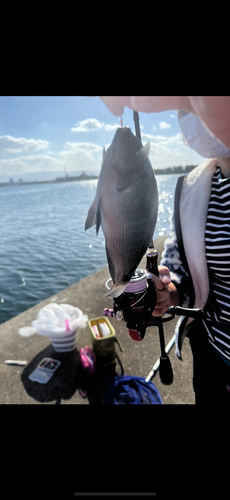 チャリコの釣果