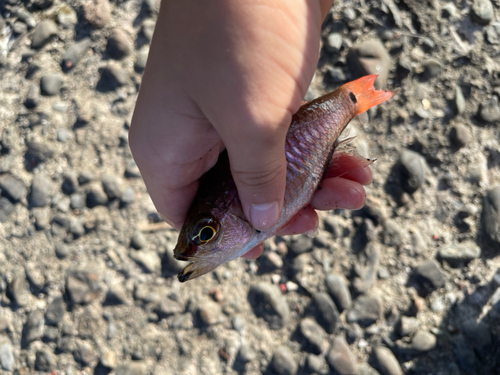 ネンブツダイの釣果