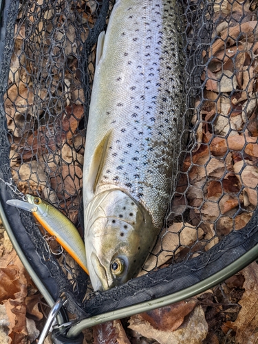 ブラウントラウトの釣果