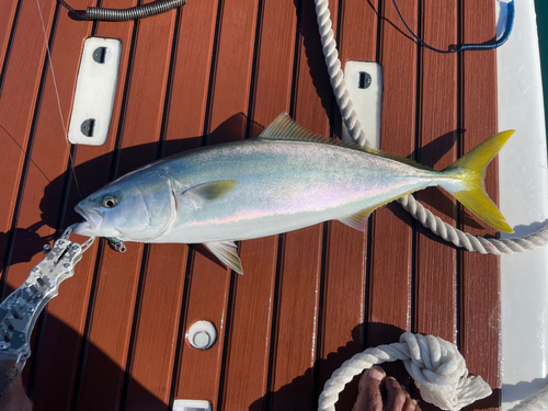 ヤズの釣果