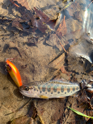 ヤマメの釣果