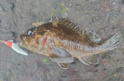 ムラソイの釣果