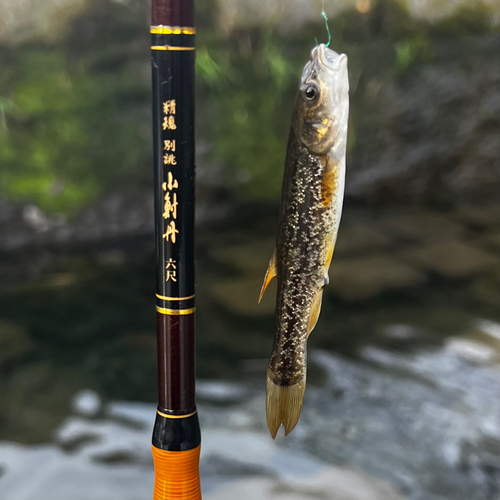 タカハヤの釣果