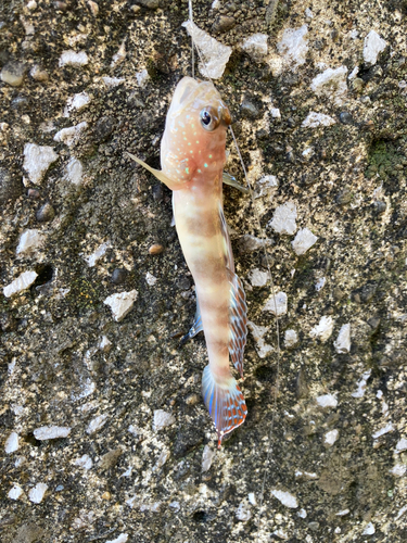 イトヒキハゼの釣果