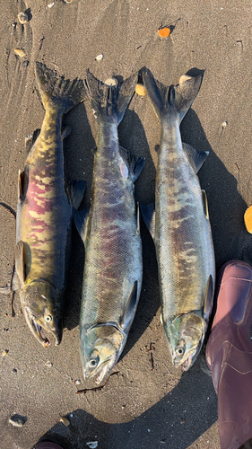 シロザケの釣果