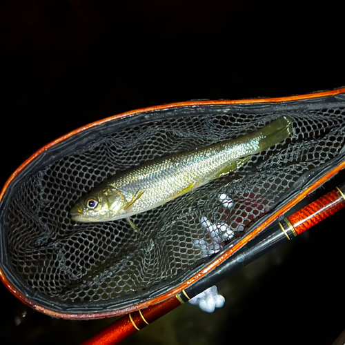 カワムツの釣果