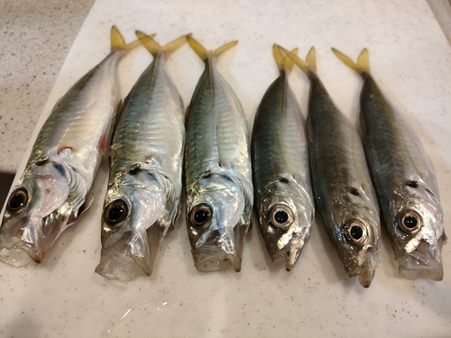 アジの釣果