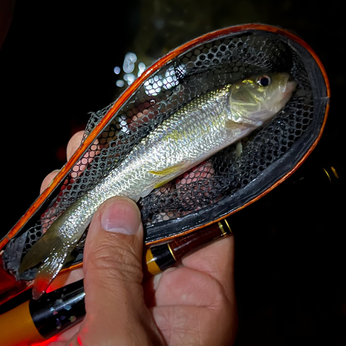 カワムツの釣果