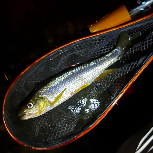 カワムツの釣果