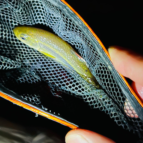 カワムツの釣果