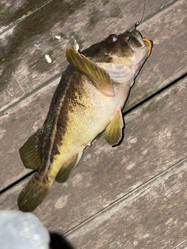 シマゾイの釣果