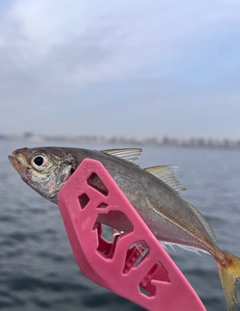 マアジの釣果