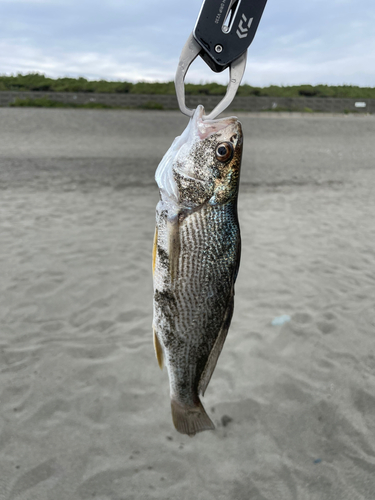 ニベの釣果