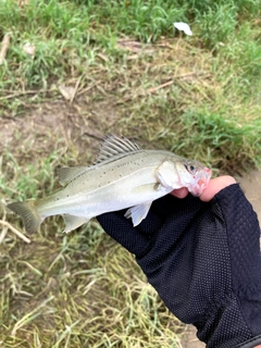 セイゴ（タイリクスズキ）の釣果