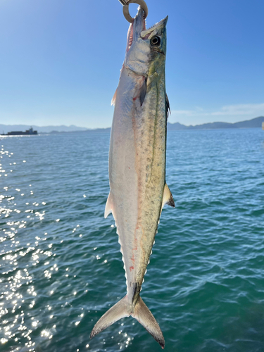 サゴシの釣果