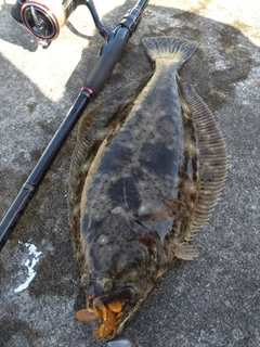 ヒラメの釣果