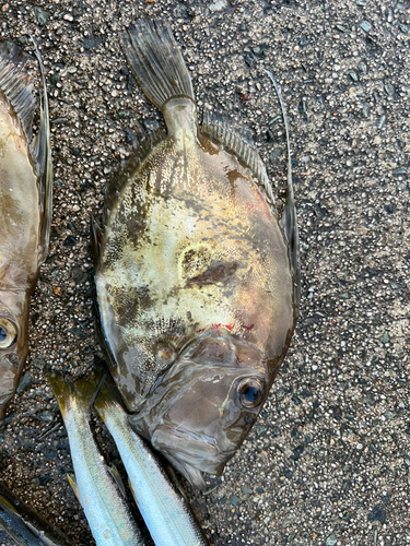 マトウダイの釣果