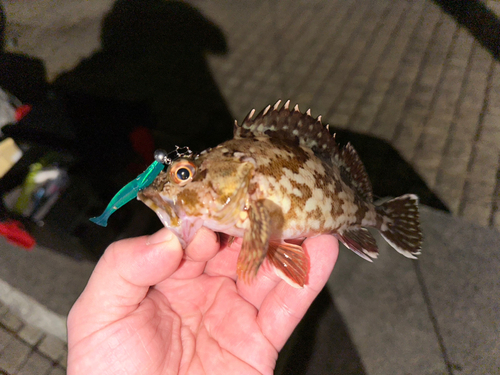 カサゴの釣果