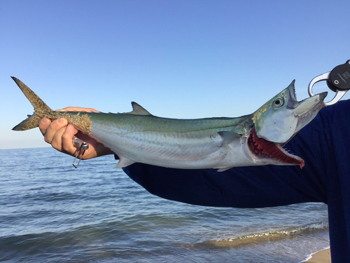 サゴシの釣果