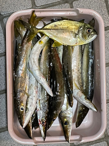 カマスの釣果