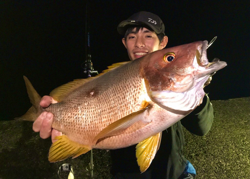 シブダイの釣果