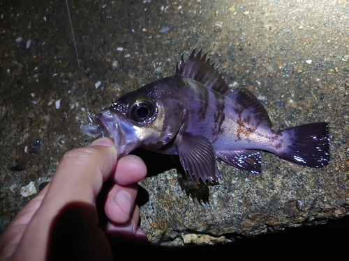 メバルの釣果