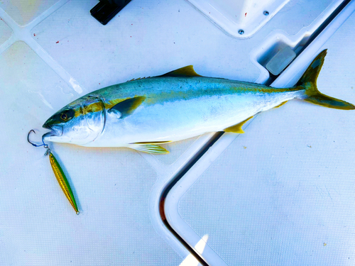 ヒラマサの釣果