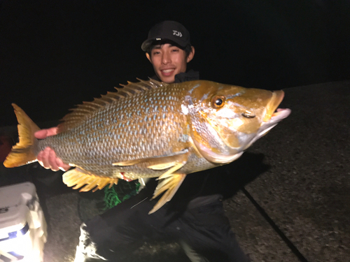 タマンの釣果