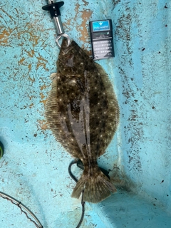 ヒラメの釣果