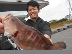 マハタの釣果