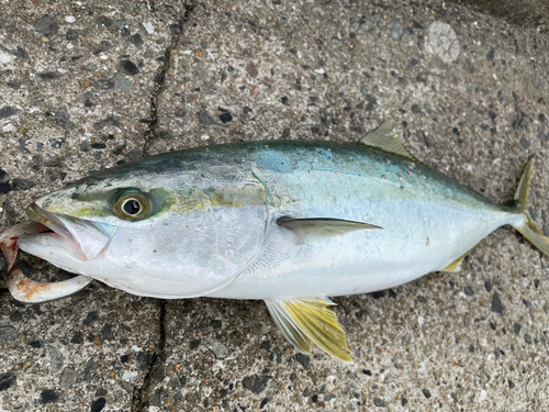 ヤズの釣果