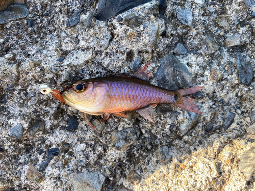 キンギョの釣果