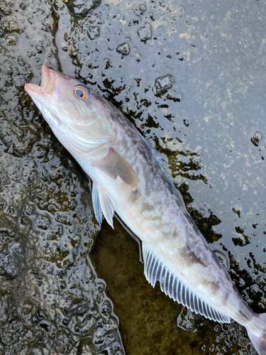 ホッケの釣果