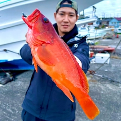 アカハタの釣果