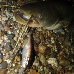 ナマズの釣果