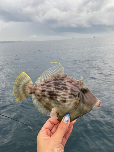 カワハギの釣果