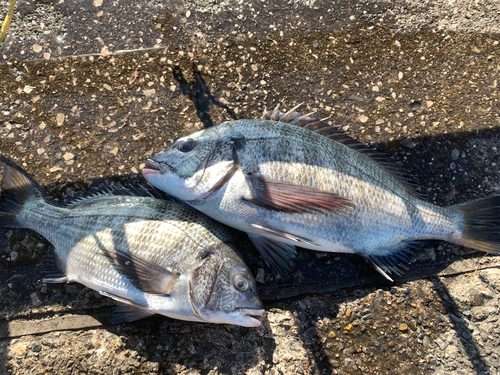 クロダイの釣果