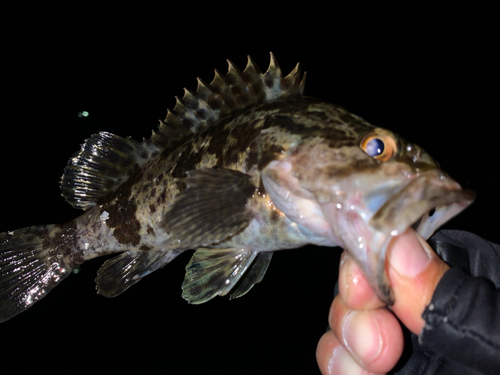 タケノコメバルの釣果