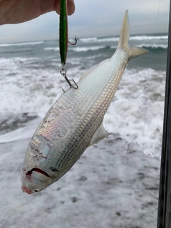 コノシロの釣果