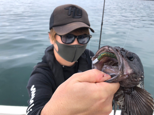 ベッコウゾイの釣果