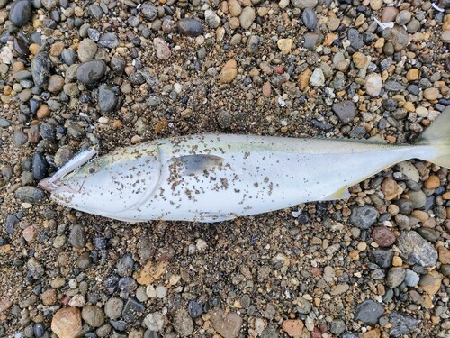 イナダの釣果